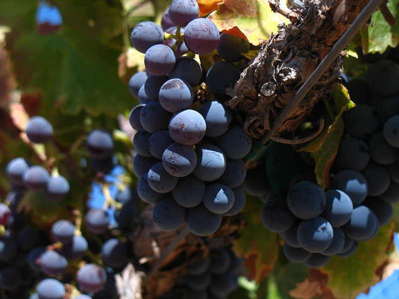 Le Grenache, toute la générosité des Côtes du Rhône