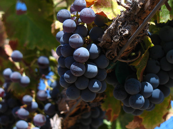 Le Grenache, toute la générosité des Côtes du Rhône