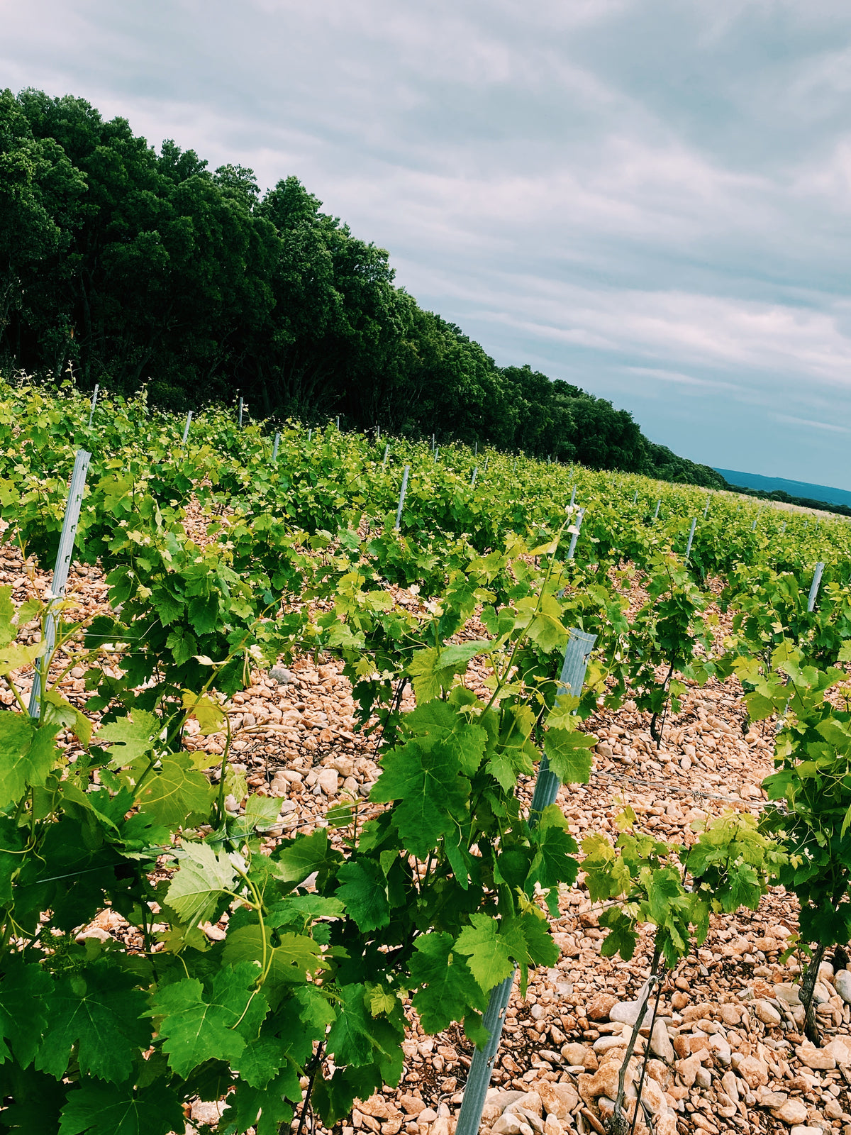 Bien préparer la vigne au printemps 🌱 Découvrez les dessous de l'agriculture bio