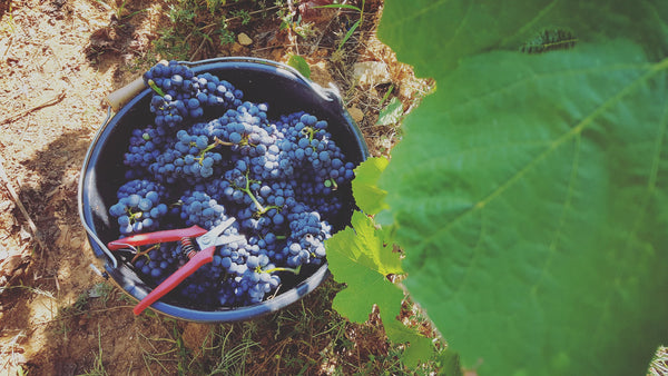 Millésime 2019 : du fruit et de la concentration