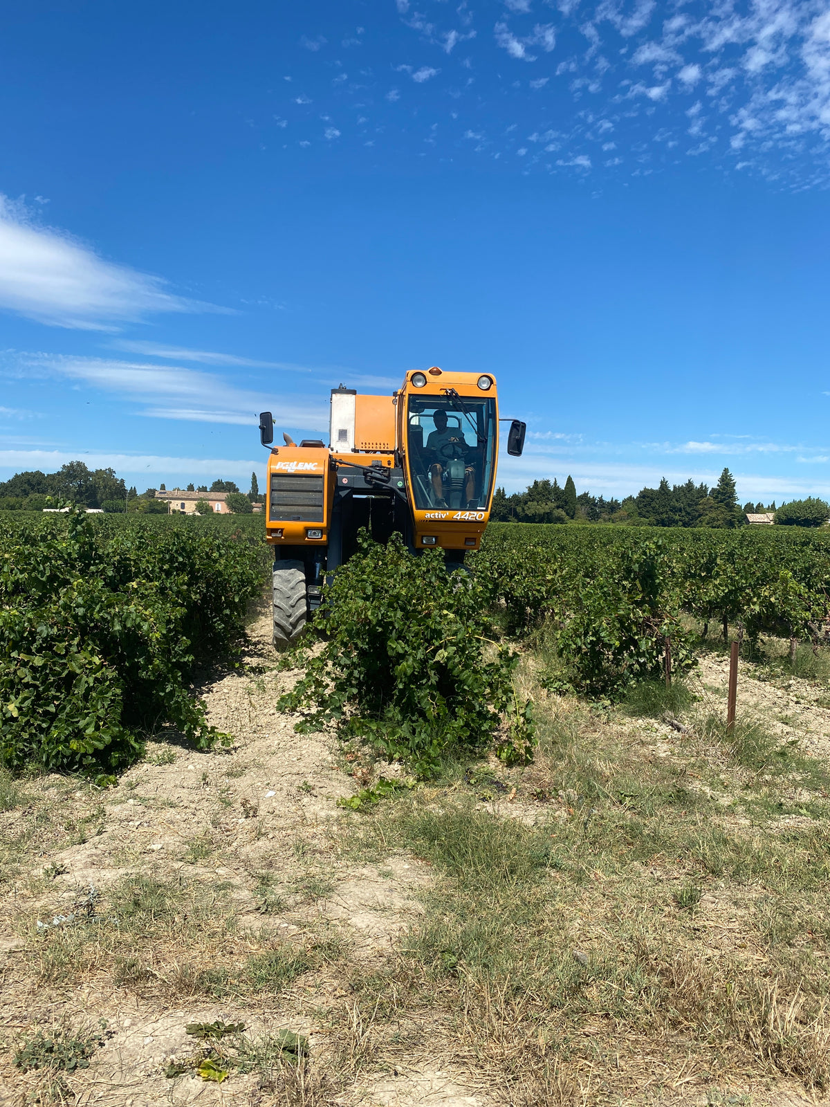 Le temps des vendanges... Bientôt le Millésime bio 2020 du Grand Père Jules 🍇