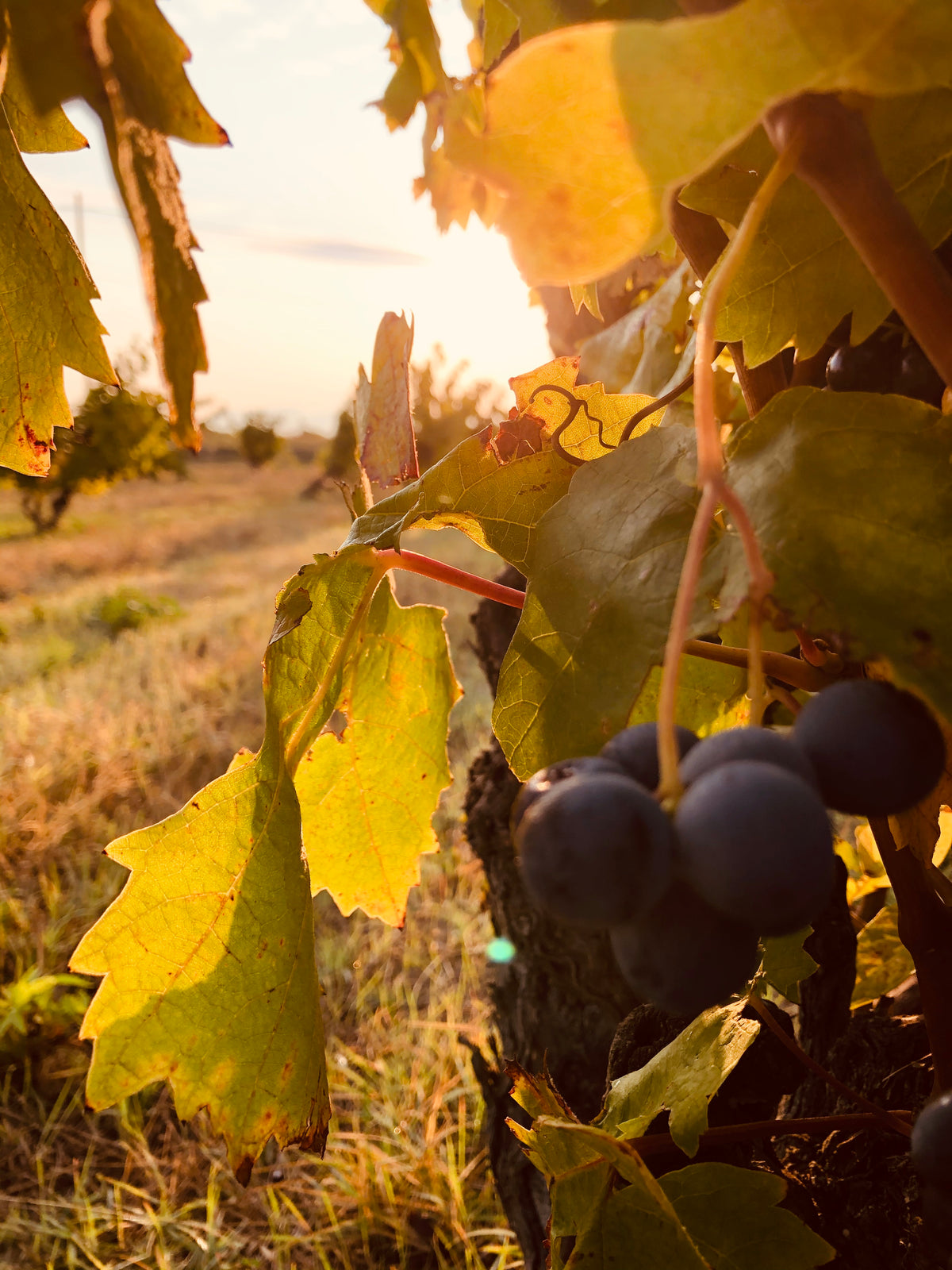 Vin bio, pourquoi choisir un vin sans ajout de sulfite ?
